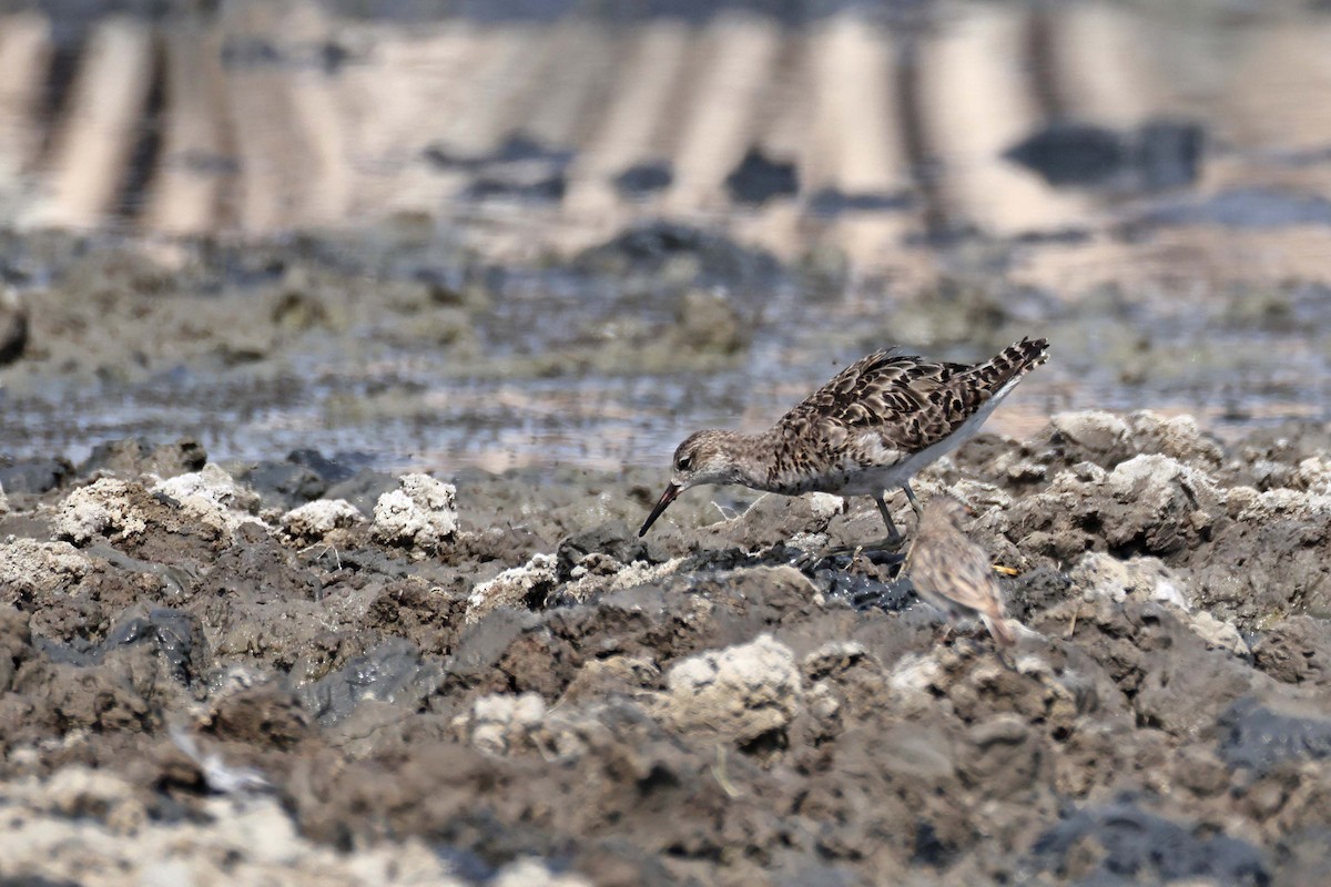 Combatiente - ML646887758