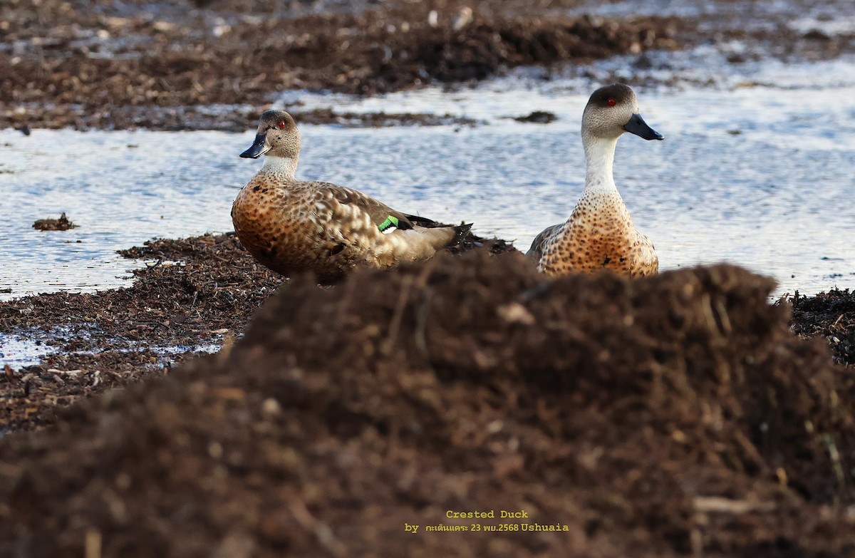 Ánade Juarjal - ML646887759