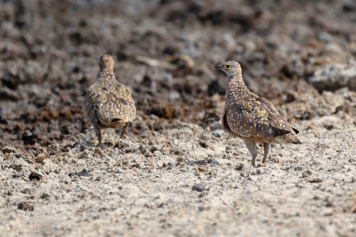 Ganga Goteada - ML646887760