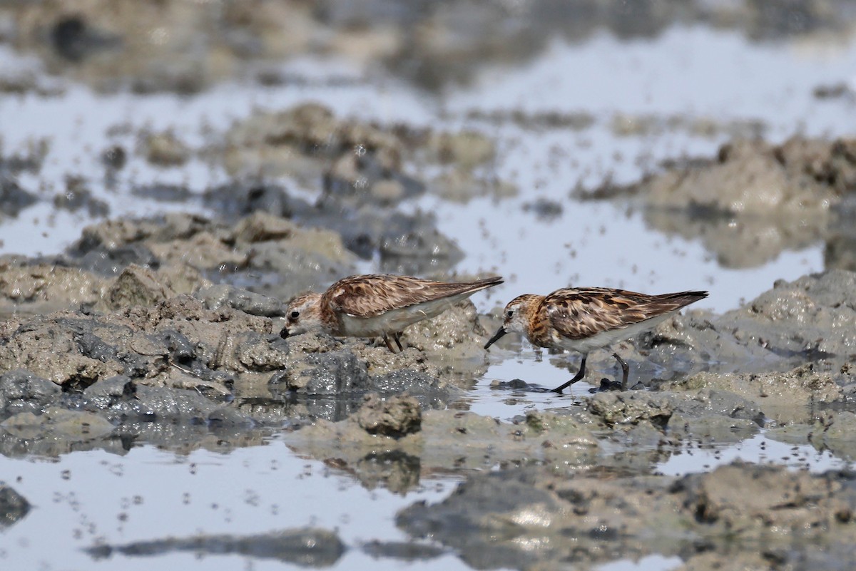 Correlimos Menudo - ML646887761