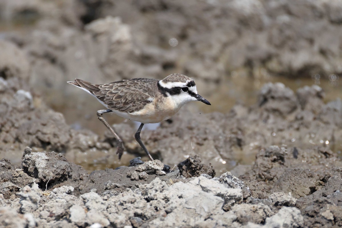 Chorlitejo Pecuario - ML646887763