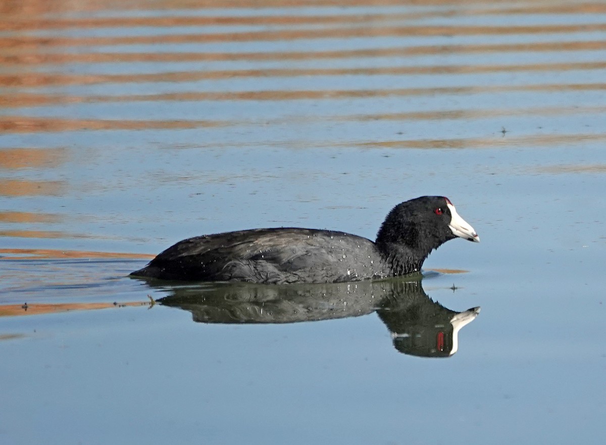 Focha Americana - ML646887765