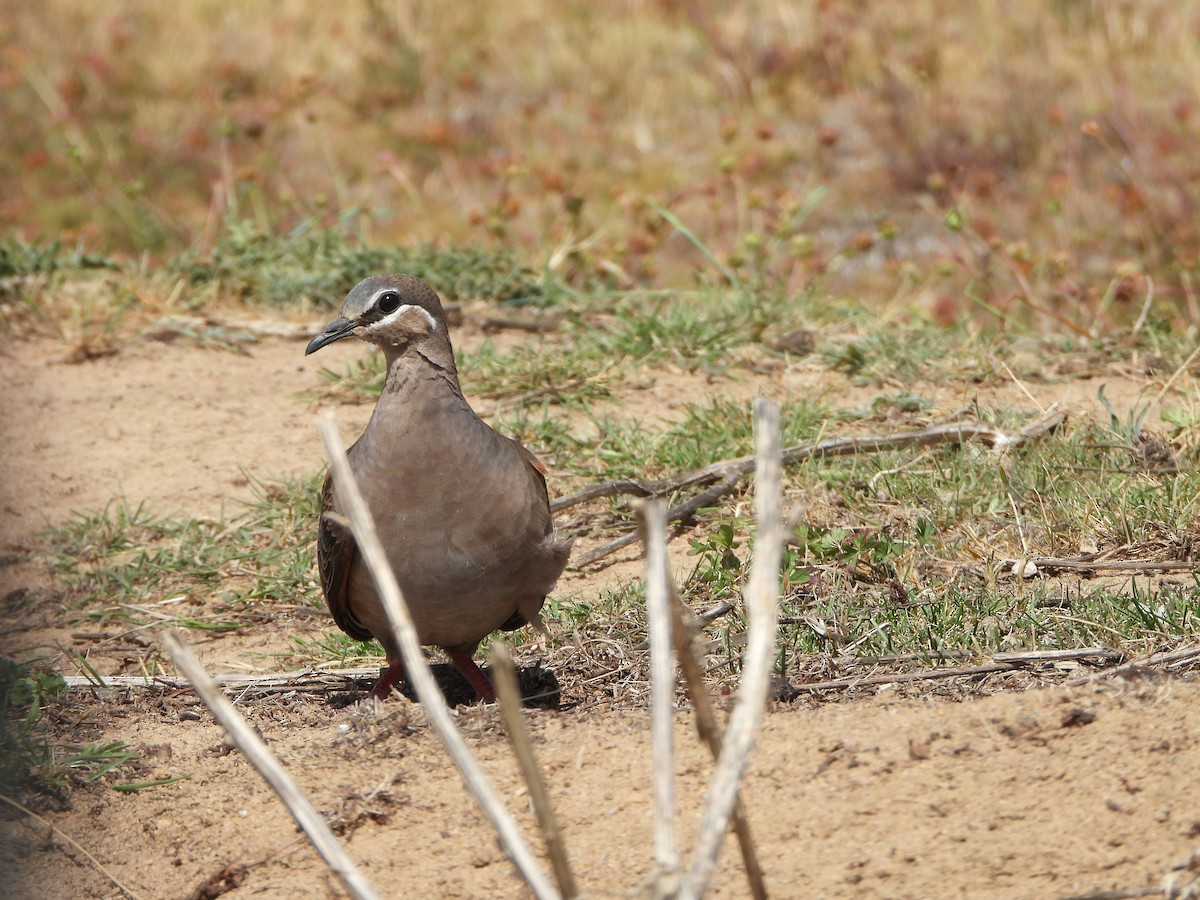 Paloma Bronce Común - ML646887766