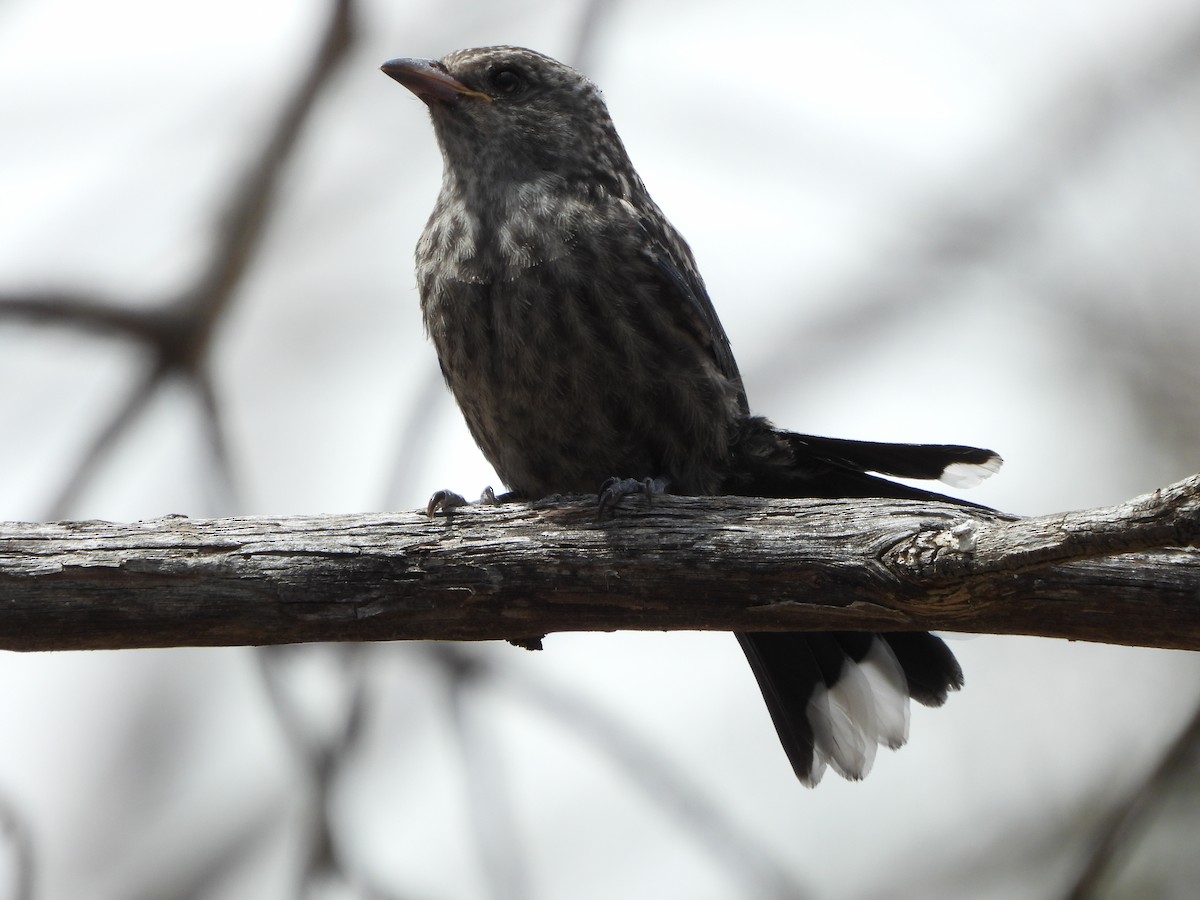 Artamo Sombrío - ML646887767