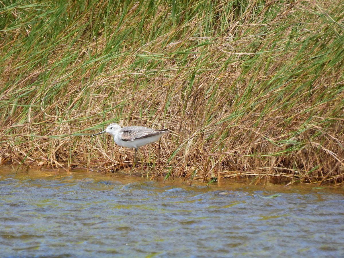 Archibebe Fino - ML646887768