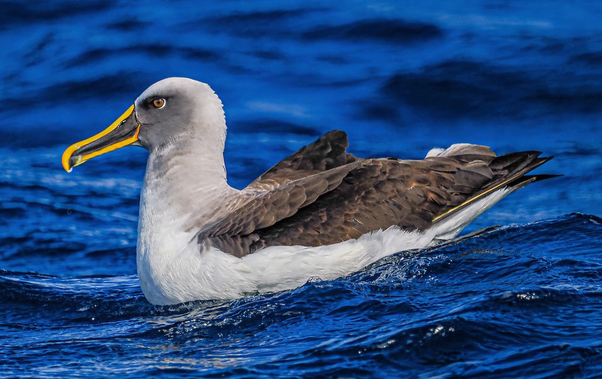 Albatros de Buller - ML646887769