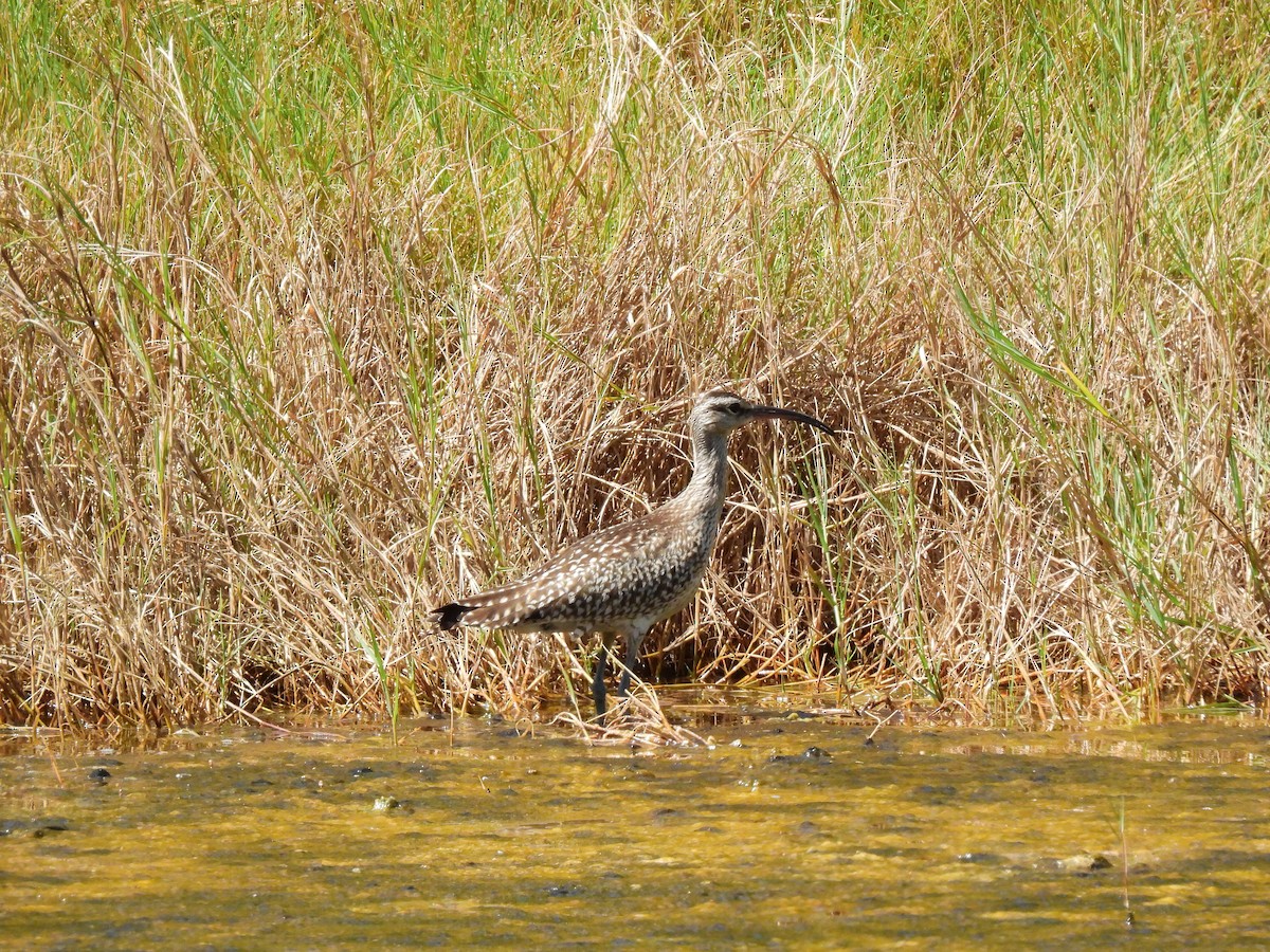 Zarapito Trinador Euroasiático - ML646887770