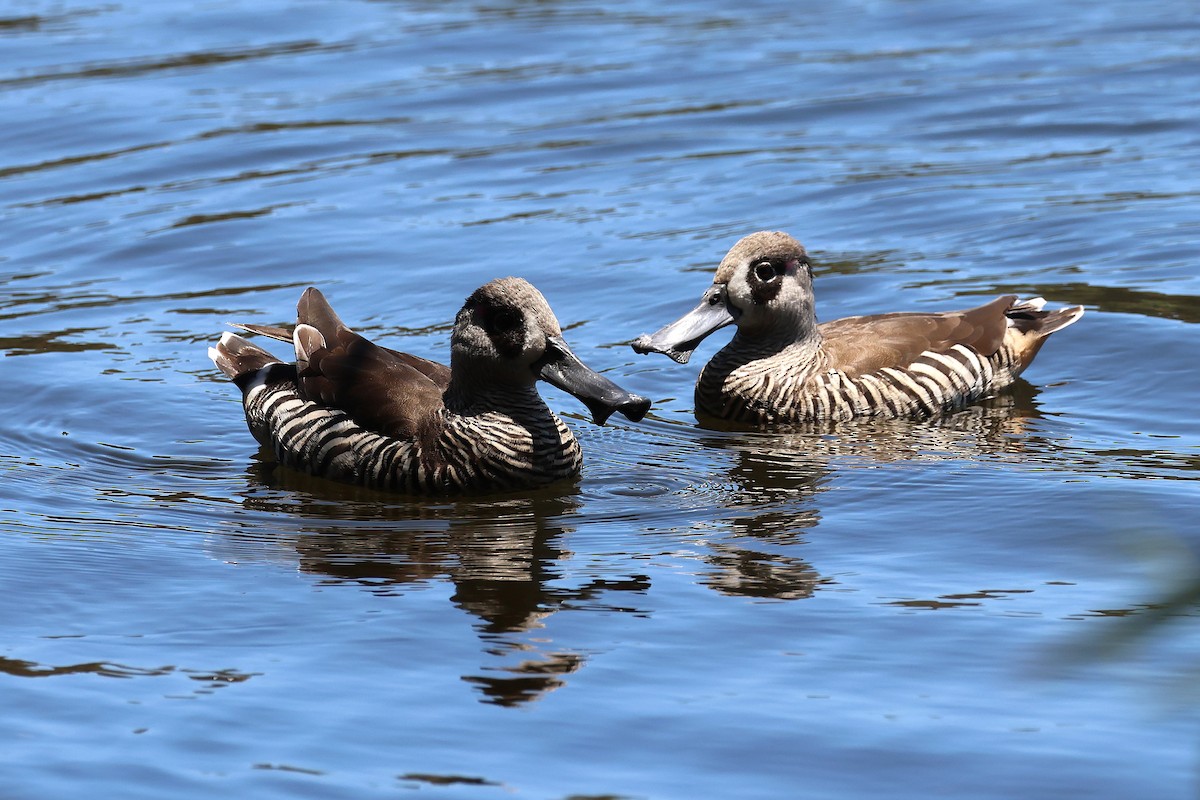 Ahate belarriarrosa - ML646887771