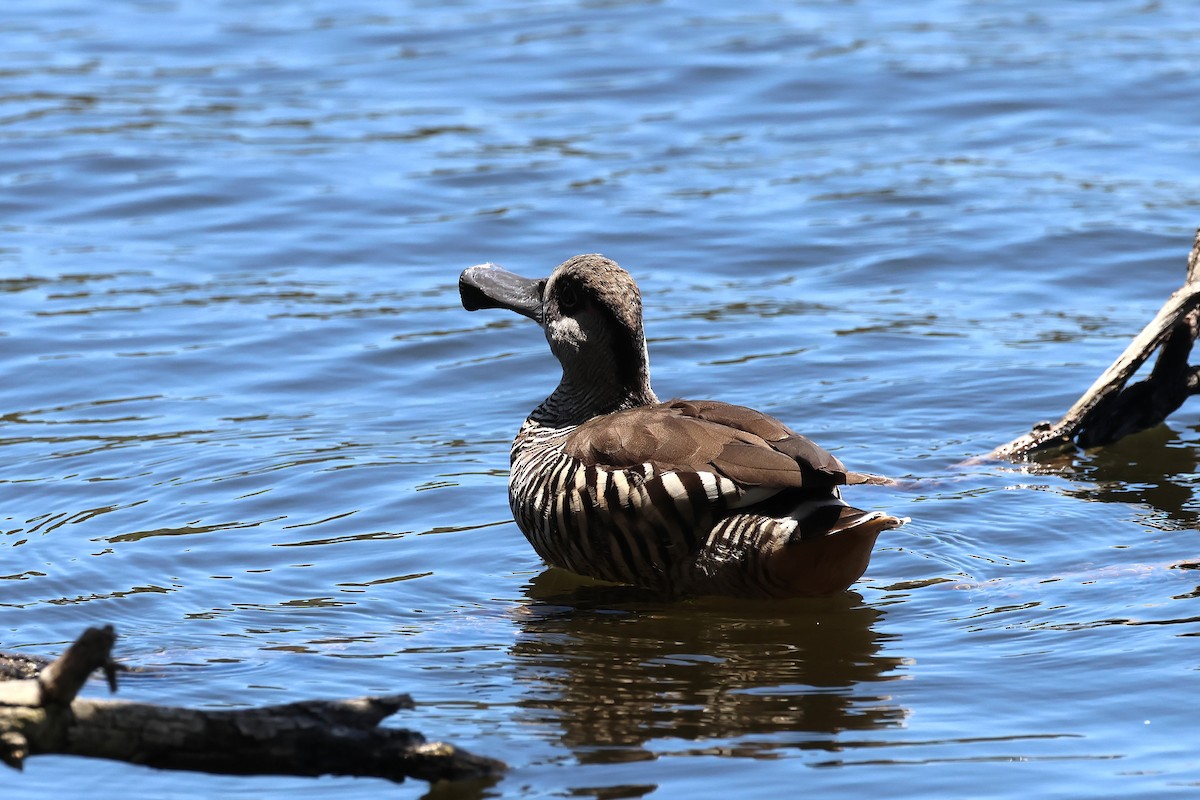 Ahate belarriarrosa - ML646887772