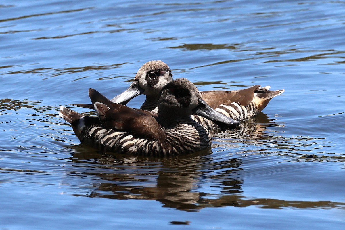 Pato Pachón - ML646887773