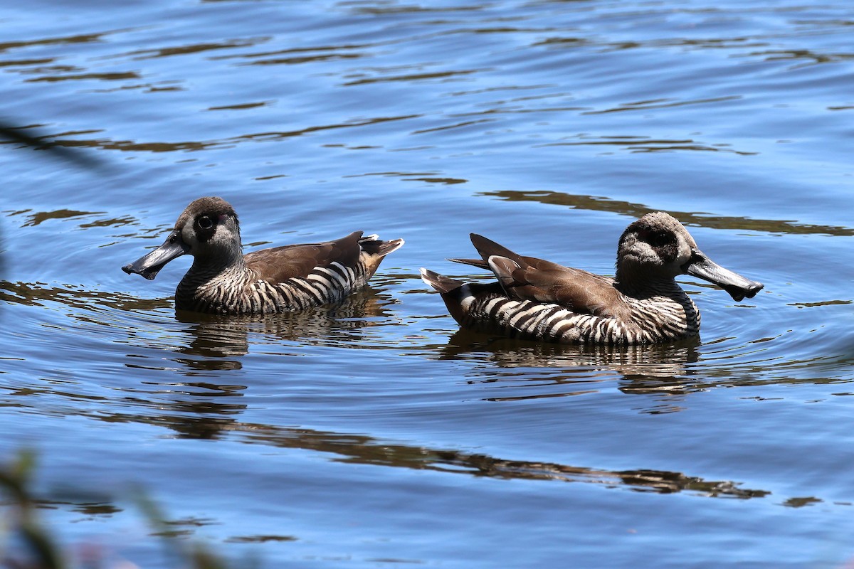 Ahate belarriarrosa - ML646887774