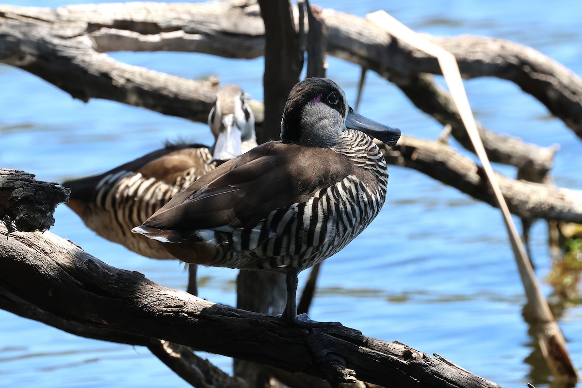 Ahate belarriarrosa - ML646887775