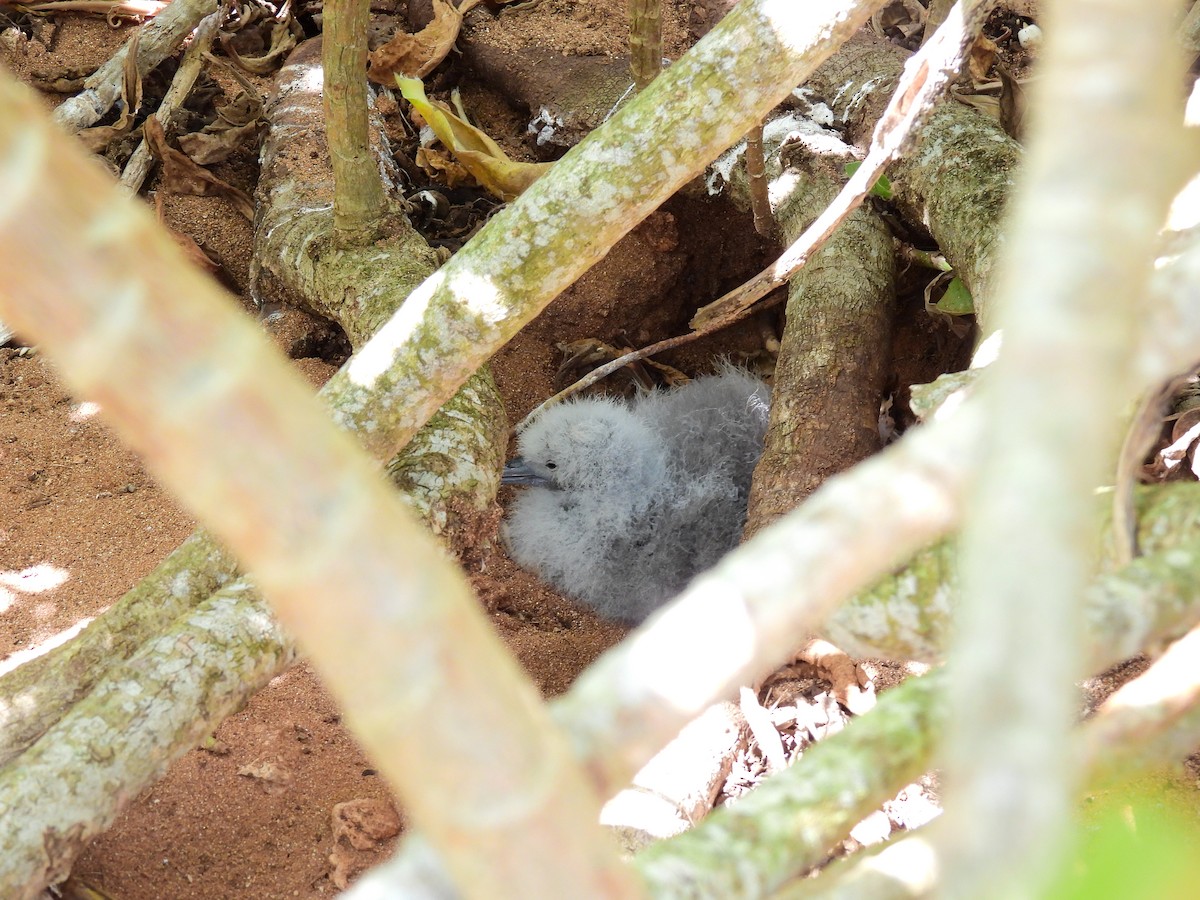 Pardela del Pacífico - ML646887778