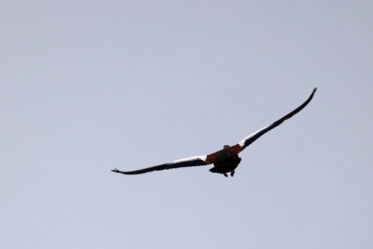 Tarro Sudafricano - ML646887779