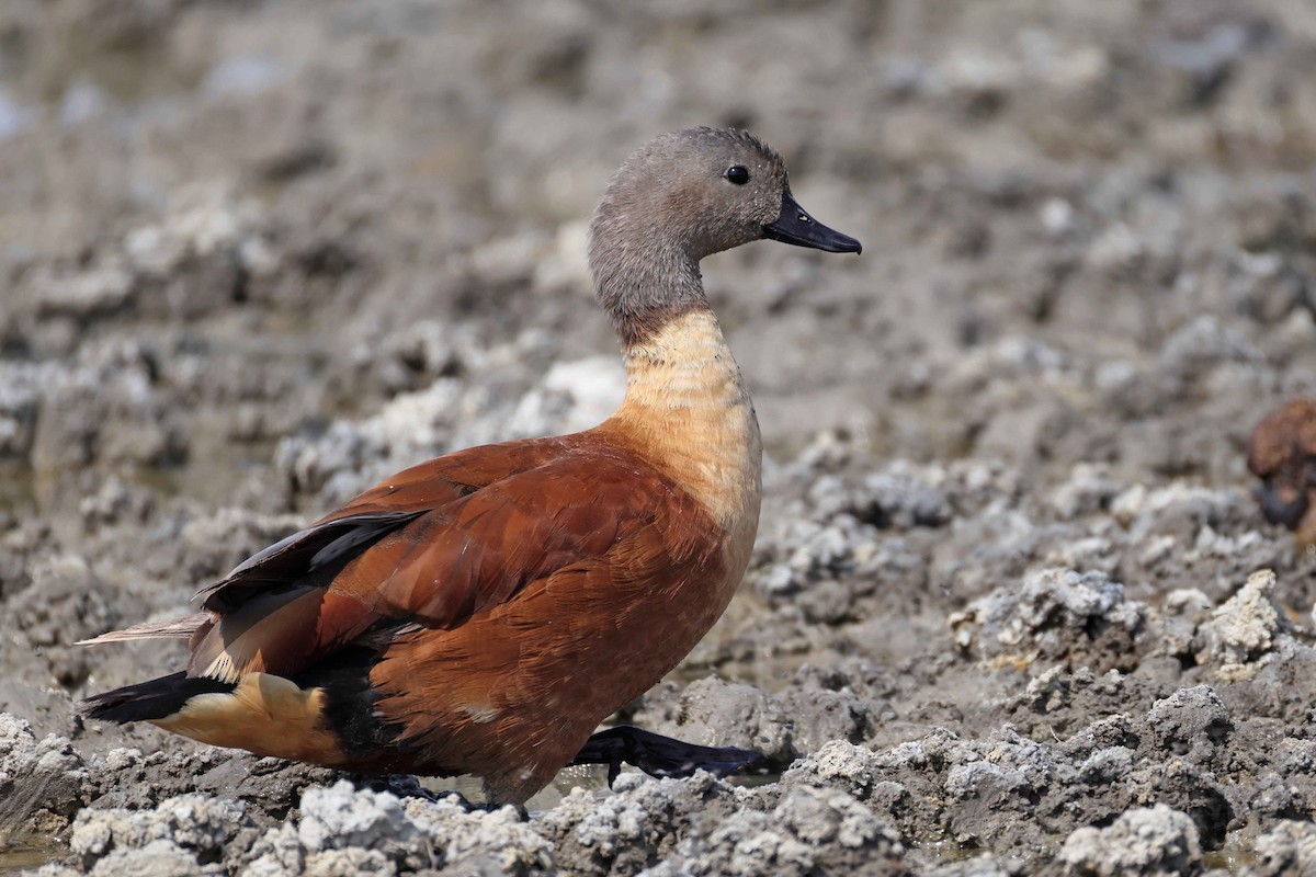 Tarro Sudafricano - ML646887780