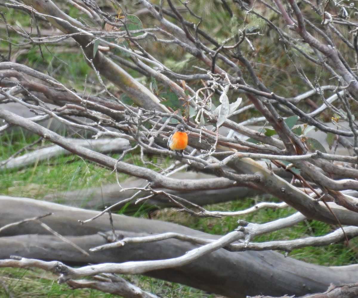 Petroica Flamígera - ML646887781