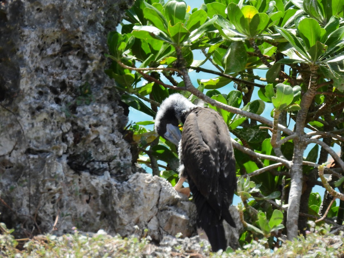 Zanga iluna - ML646887782