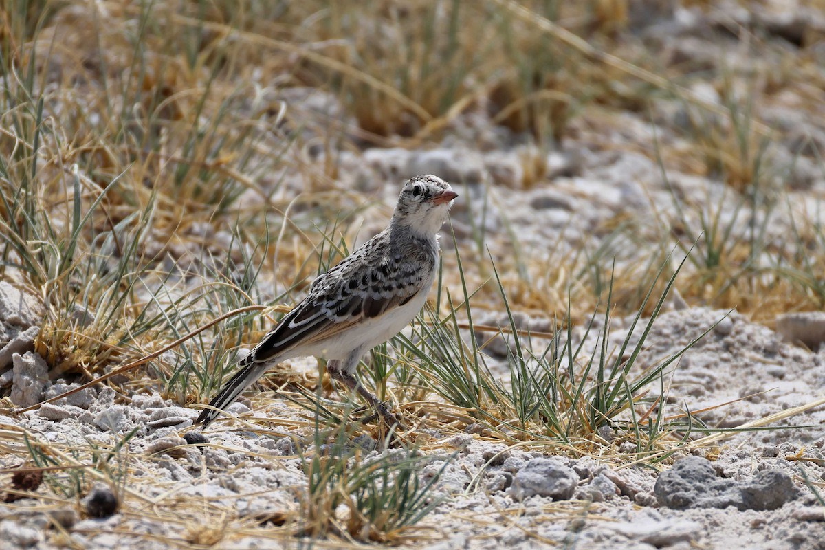 Stark's Lark - ML646887783