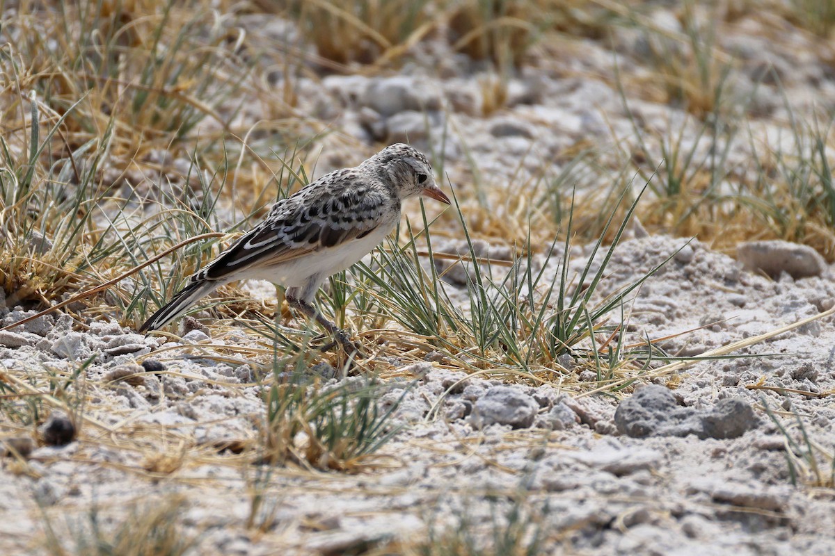 Stark's Lark - ML646887784