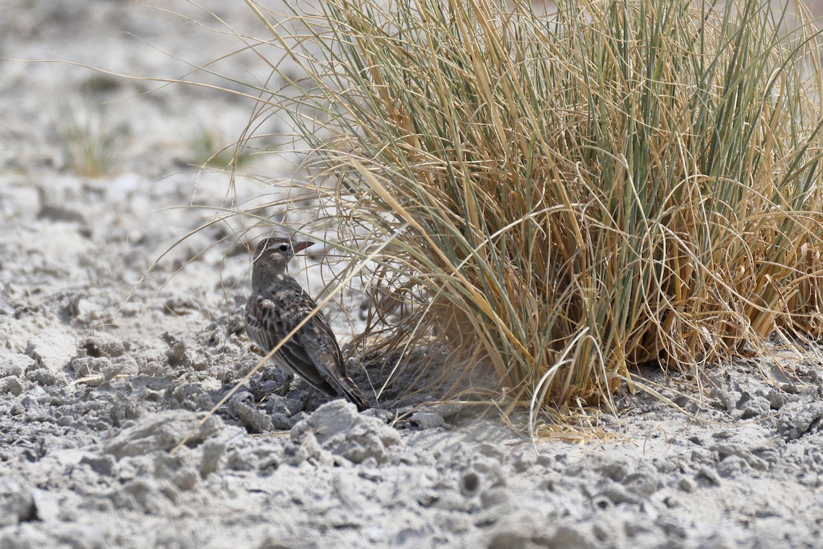 Stark's Lark - ML646887785