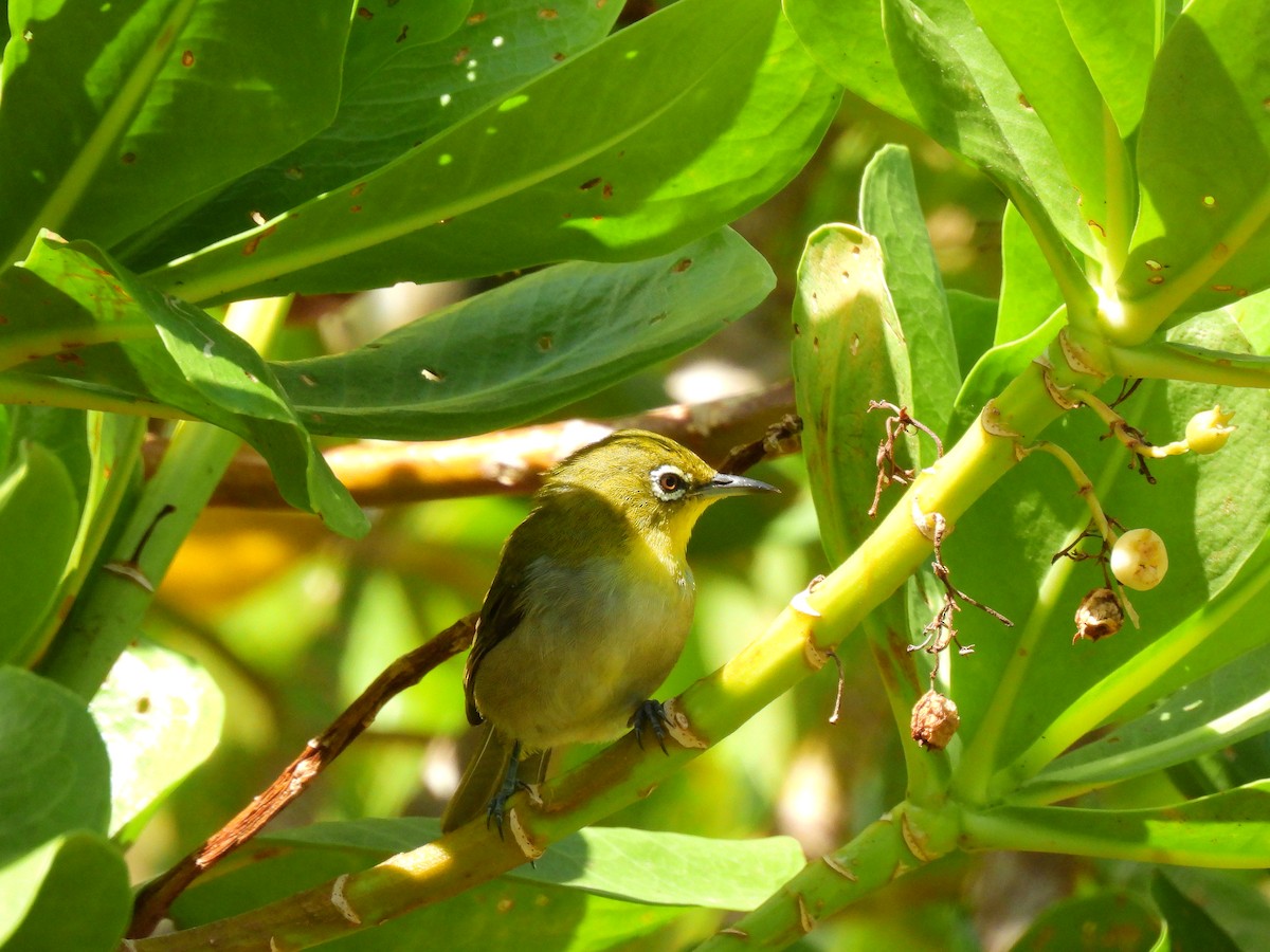 Warbling White-eye - ML646887786