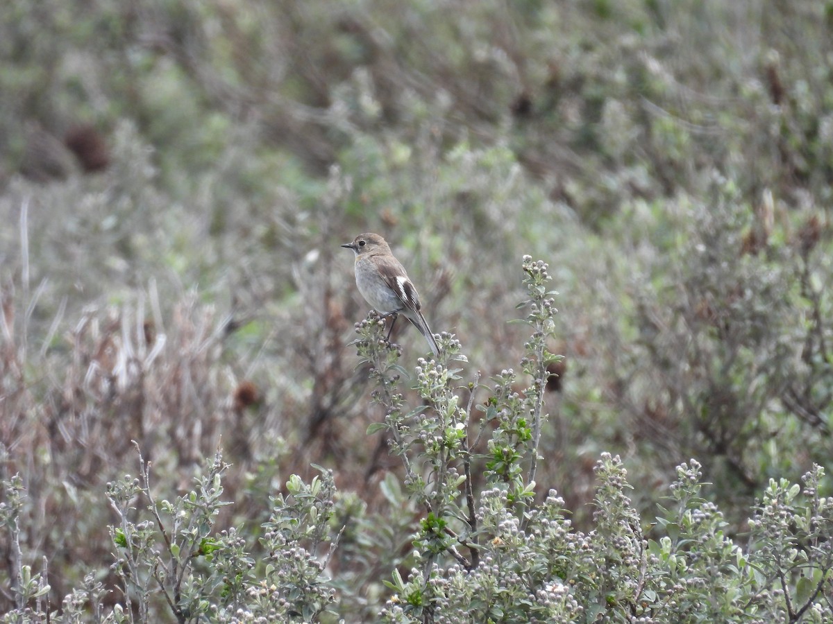 Flame Robin - ML646887787