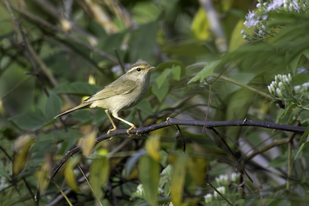 Txio mokolodia - ML646887788