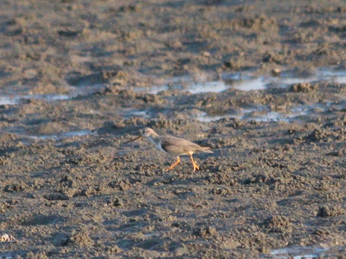 Terek kuliska - ML646887789