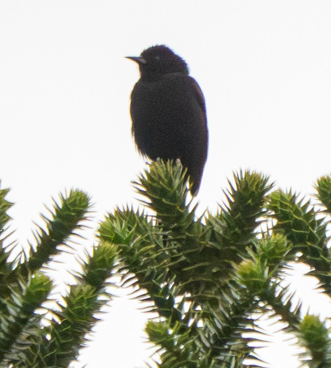 Variable Oriole - ML646887791