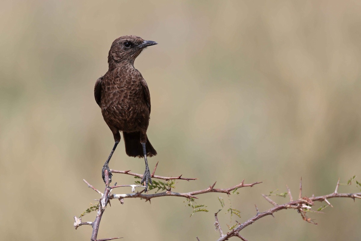 Southern Anteater-Chat - ML646887792