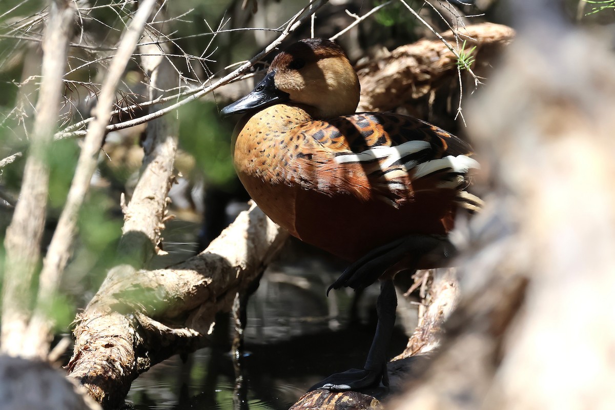 Zuhaitz-ahate alderraia - ML646887793