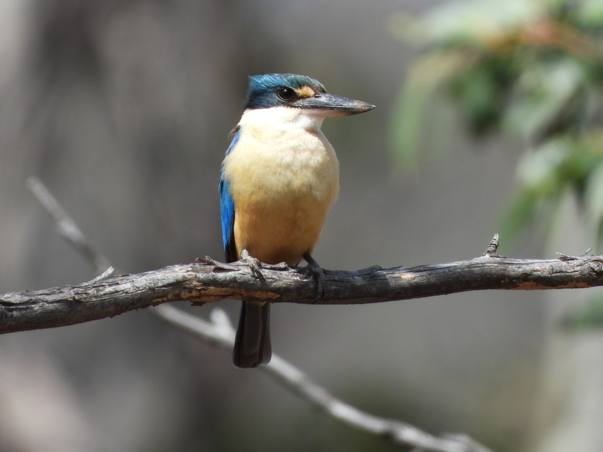 Sacred Kingfisher - ML646887794