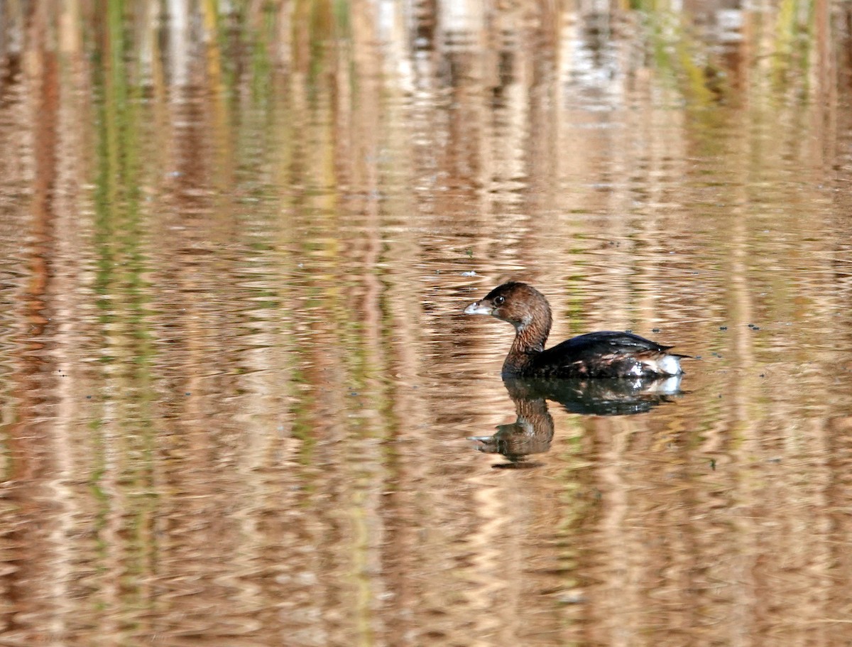 Txilinporta mokolodia - ML646887795