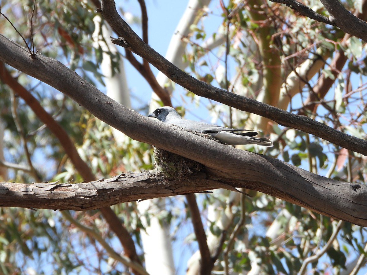 Black-faced Cuckooshrike - ML646887796