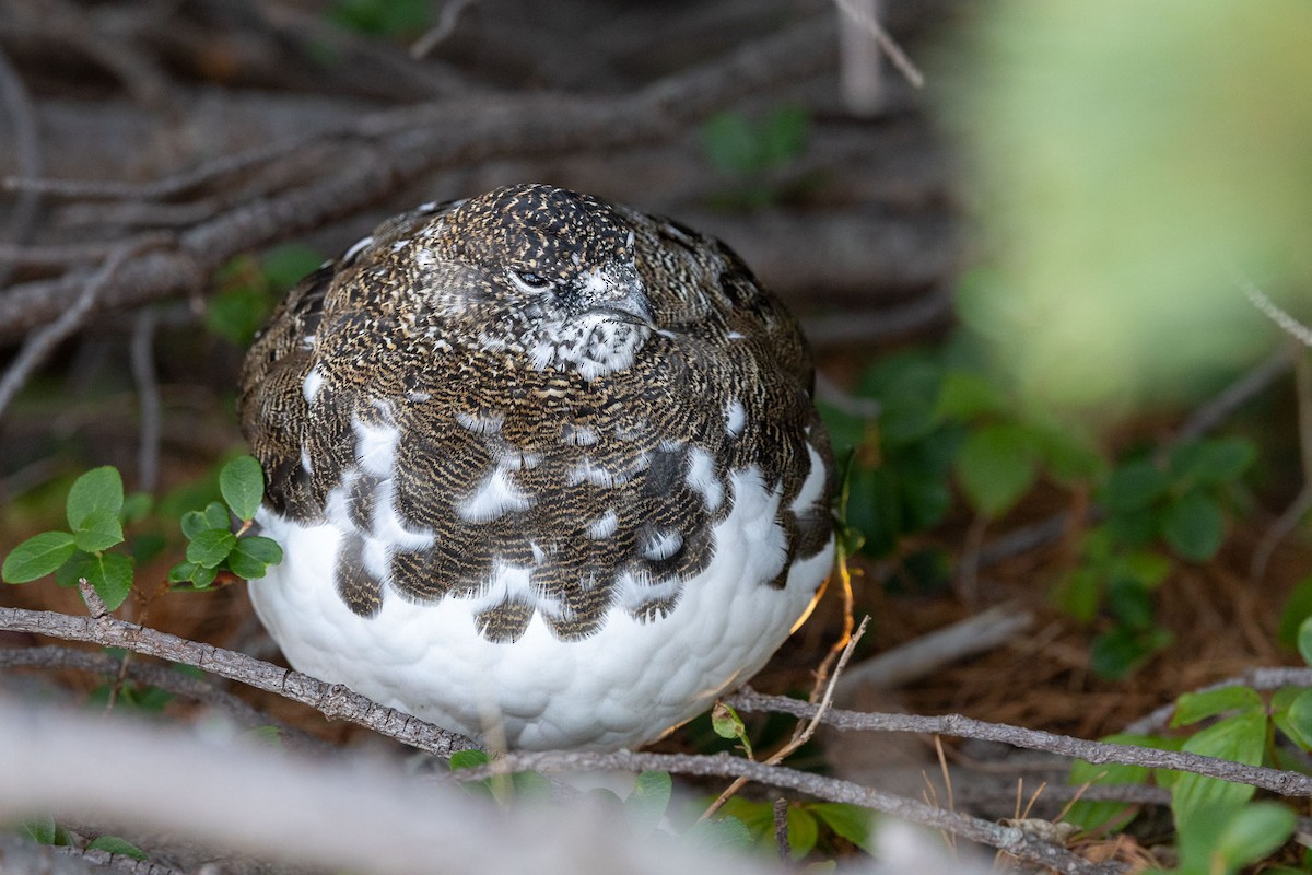 Lagopodo zuria - ML646887797