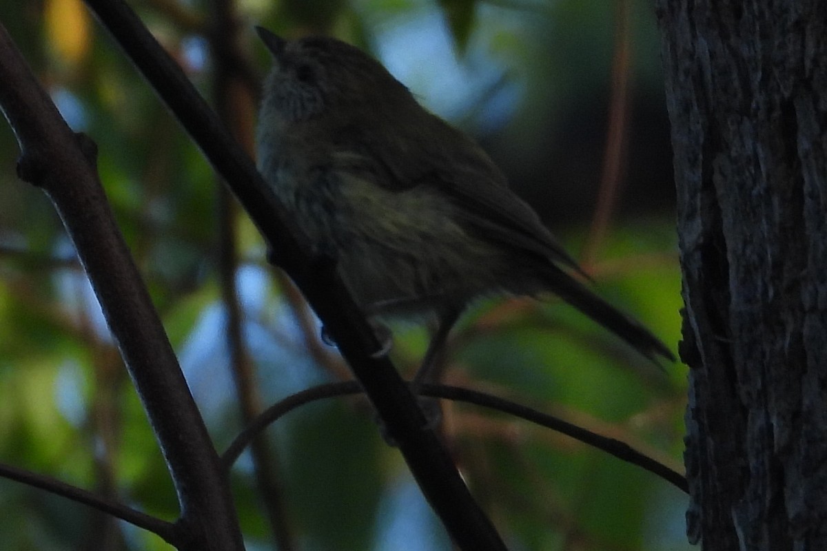 Striated Thornbill - ML646887798