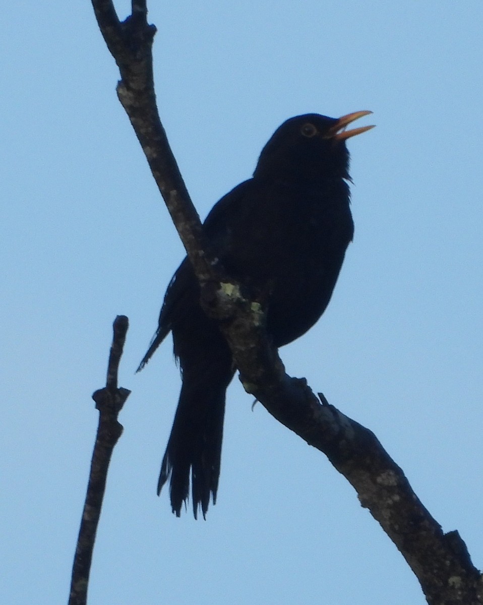 svarttrost - ML646887800