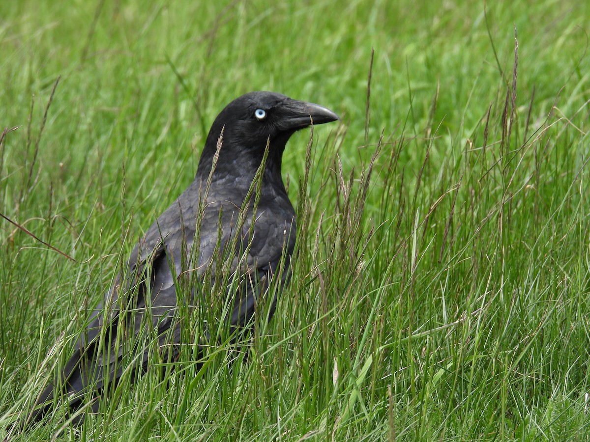 Little Raven - ML646887801