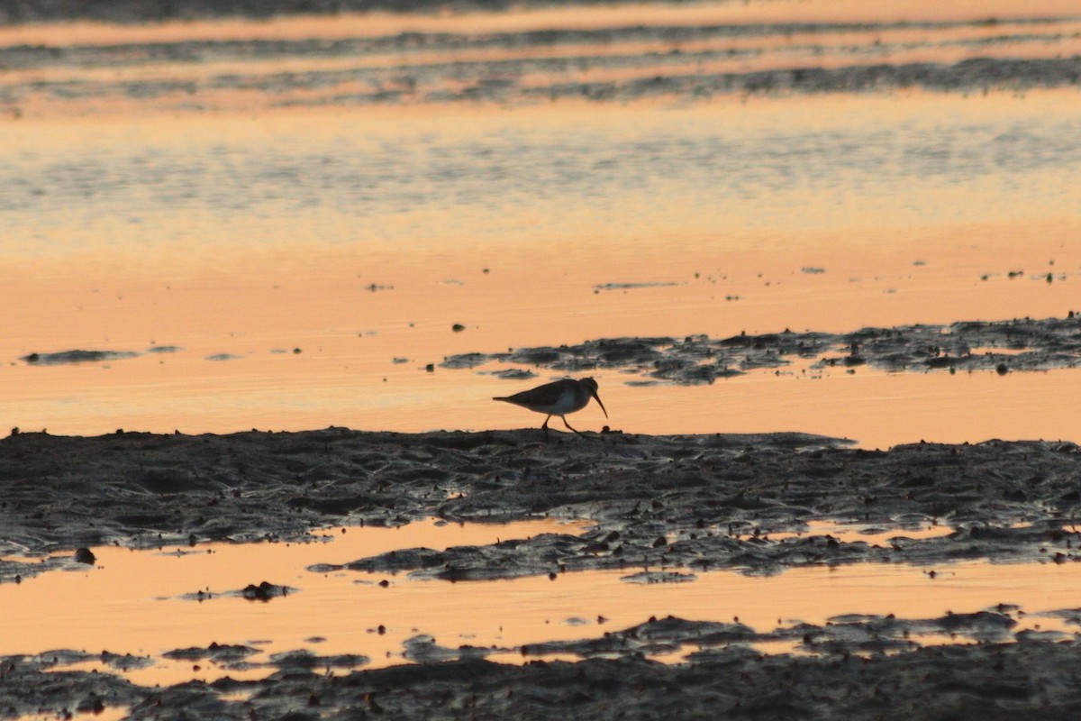 Sichelstrandläufer - ML646887802