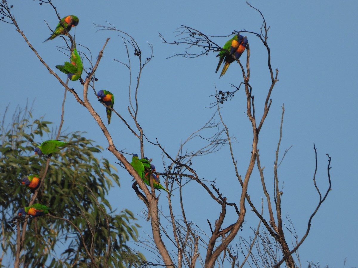 Regenbogenlori - ML646887803