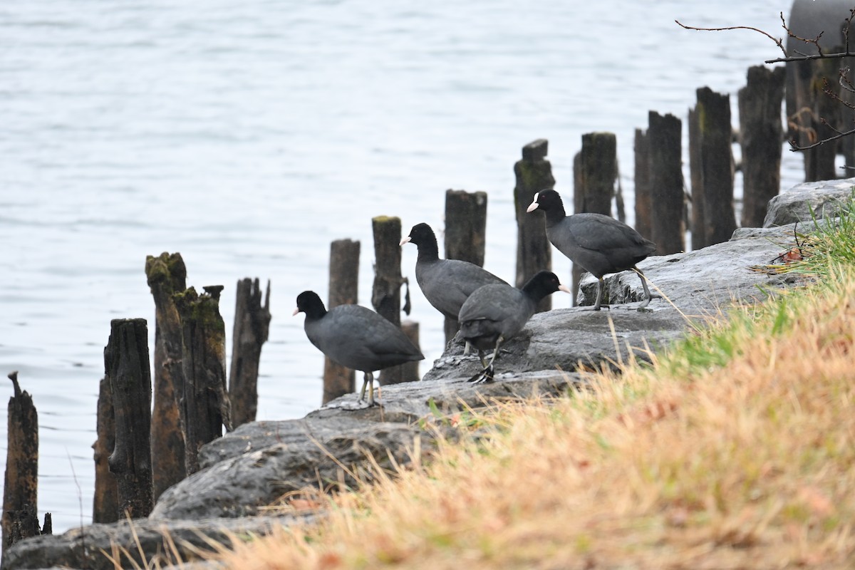 Blässhuhn - ML646887806