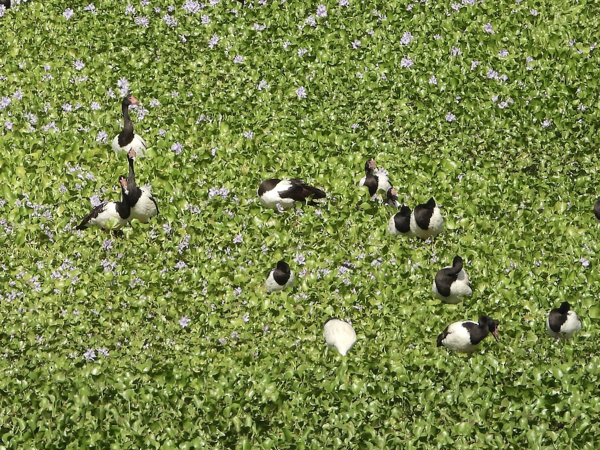 Spaltfußgans - ML646887808