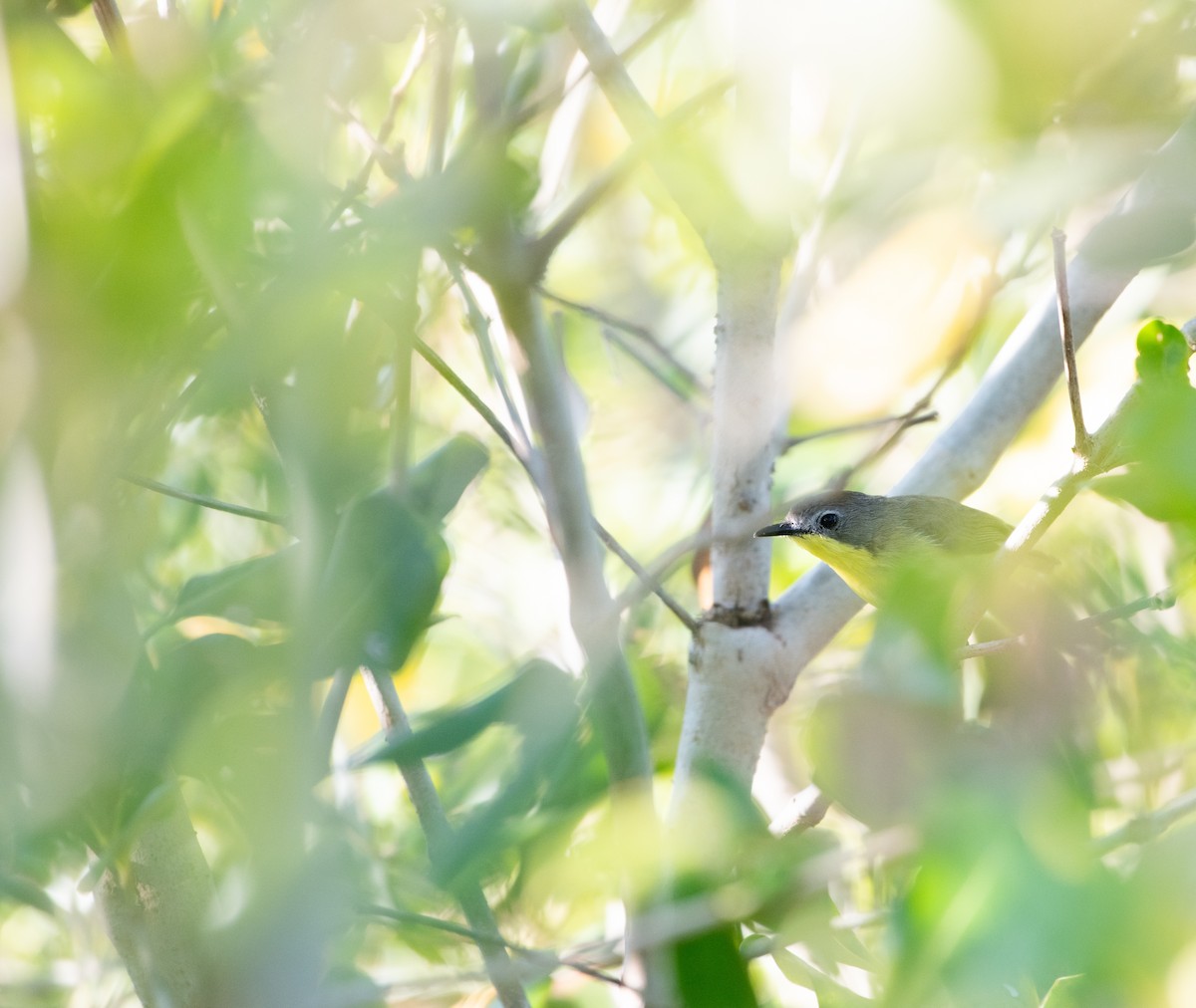 Goldbrustgerygone - ML646887809