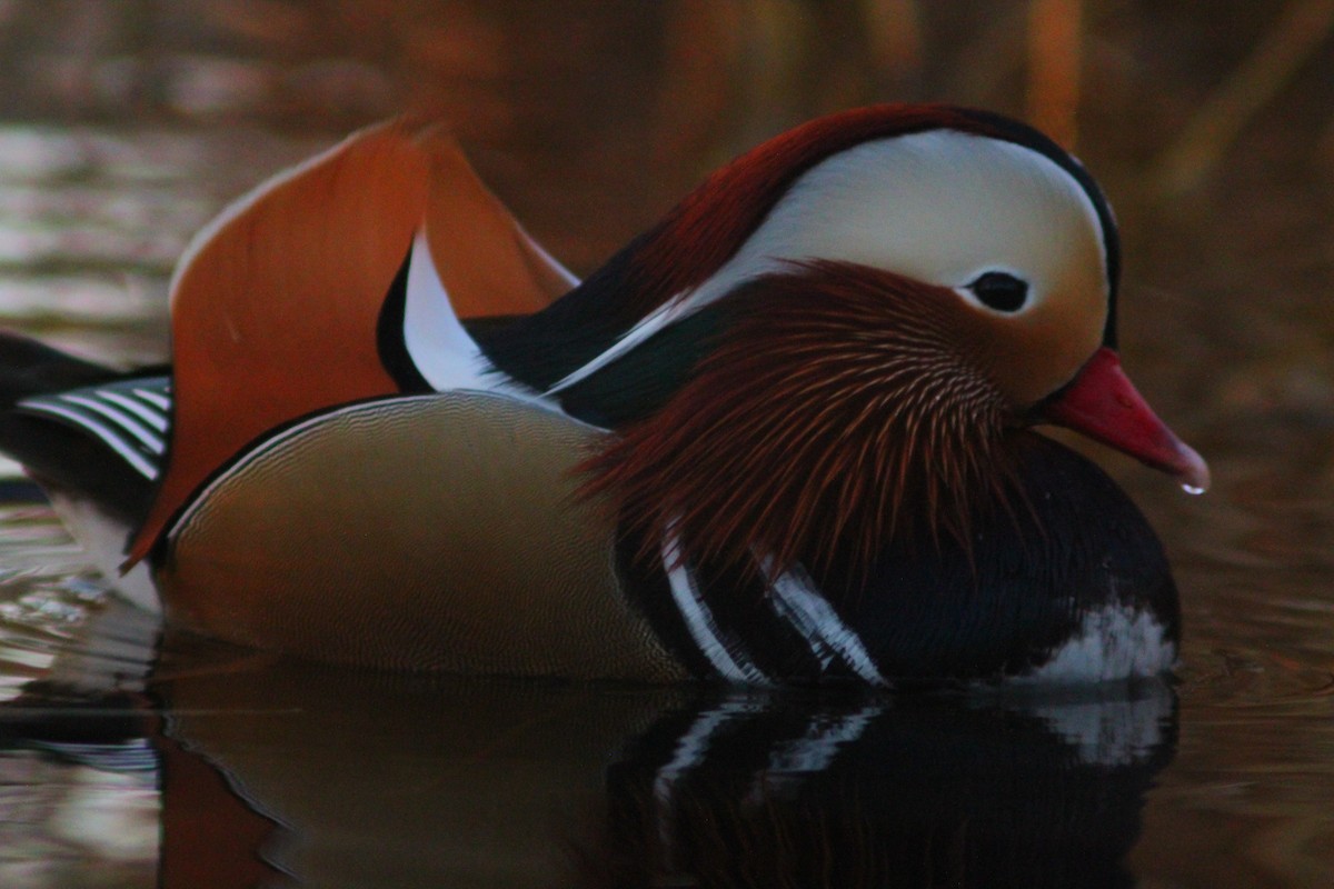 Mandarinente - ML646887810