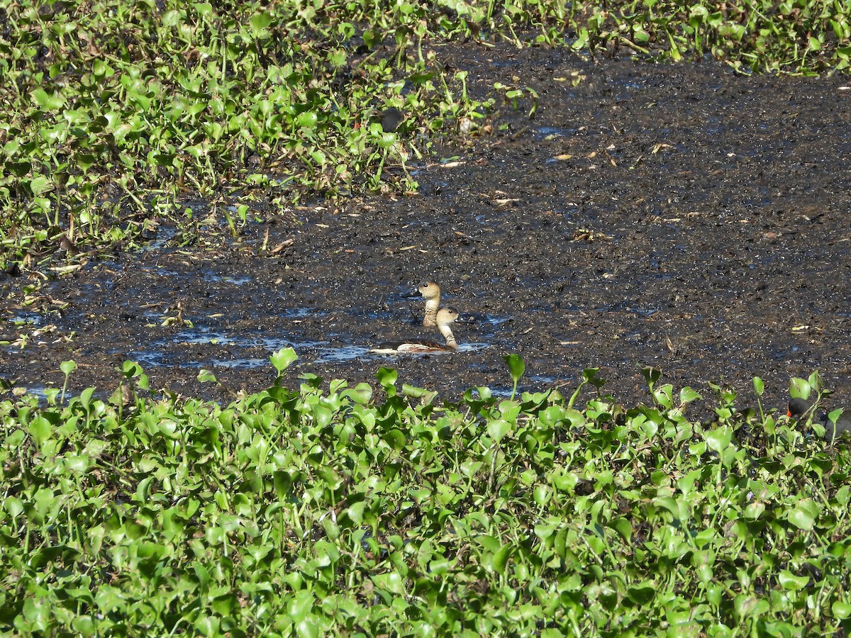 Wanderpfeifgans - ML646887812