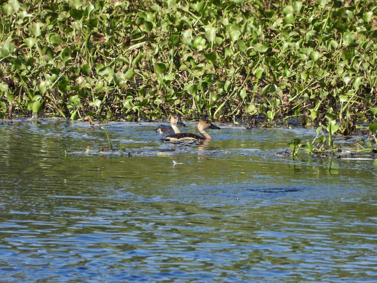 Wanderpfeifgans - ML646887813