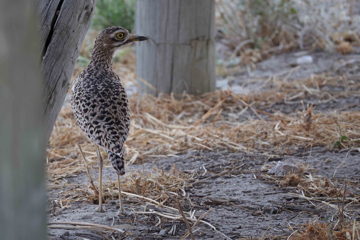 Kaptriel - ML646887815