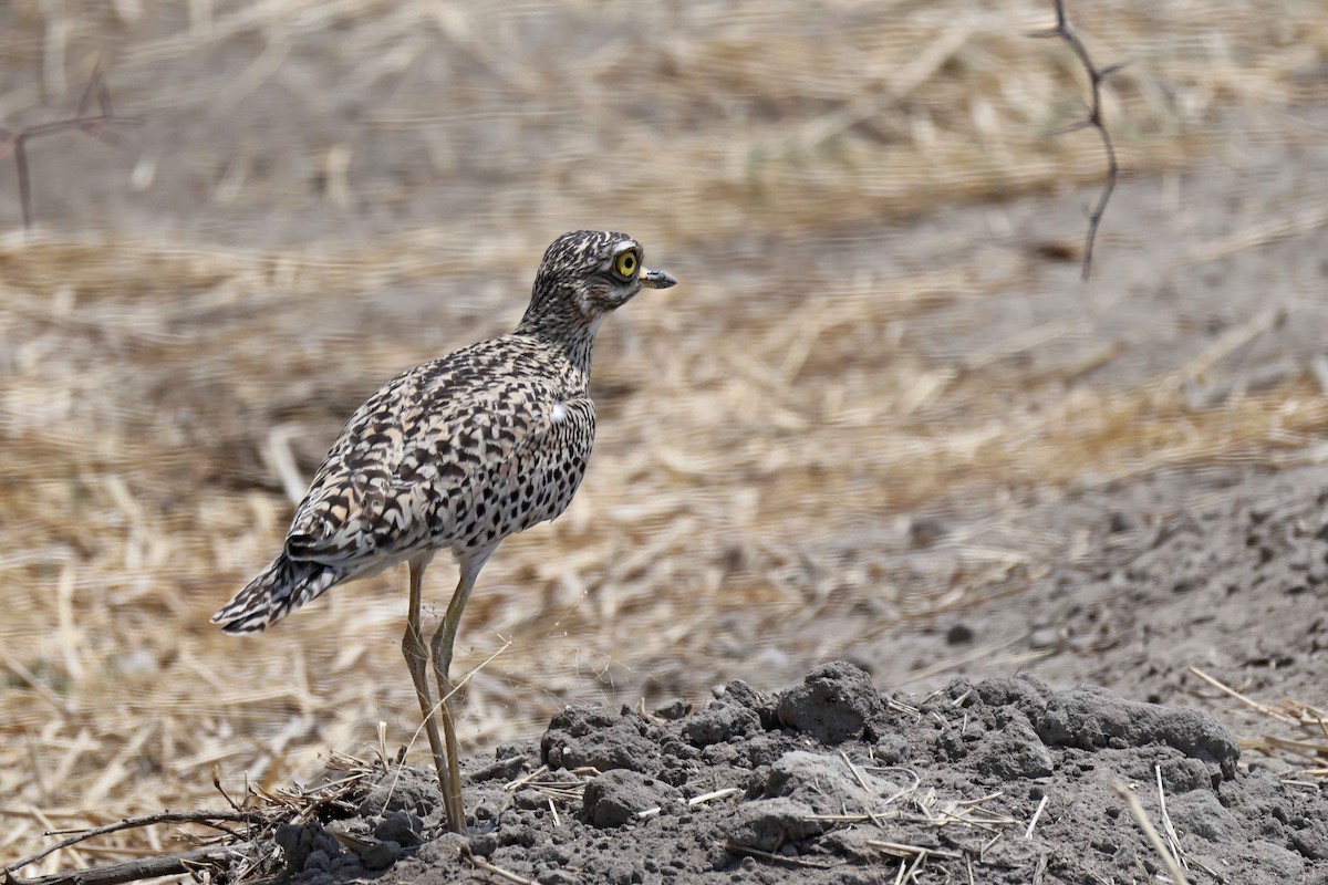 Kaptriel - ML646887816