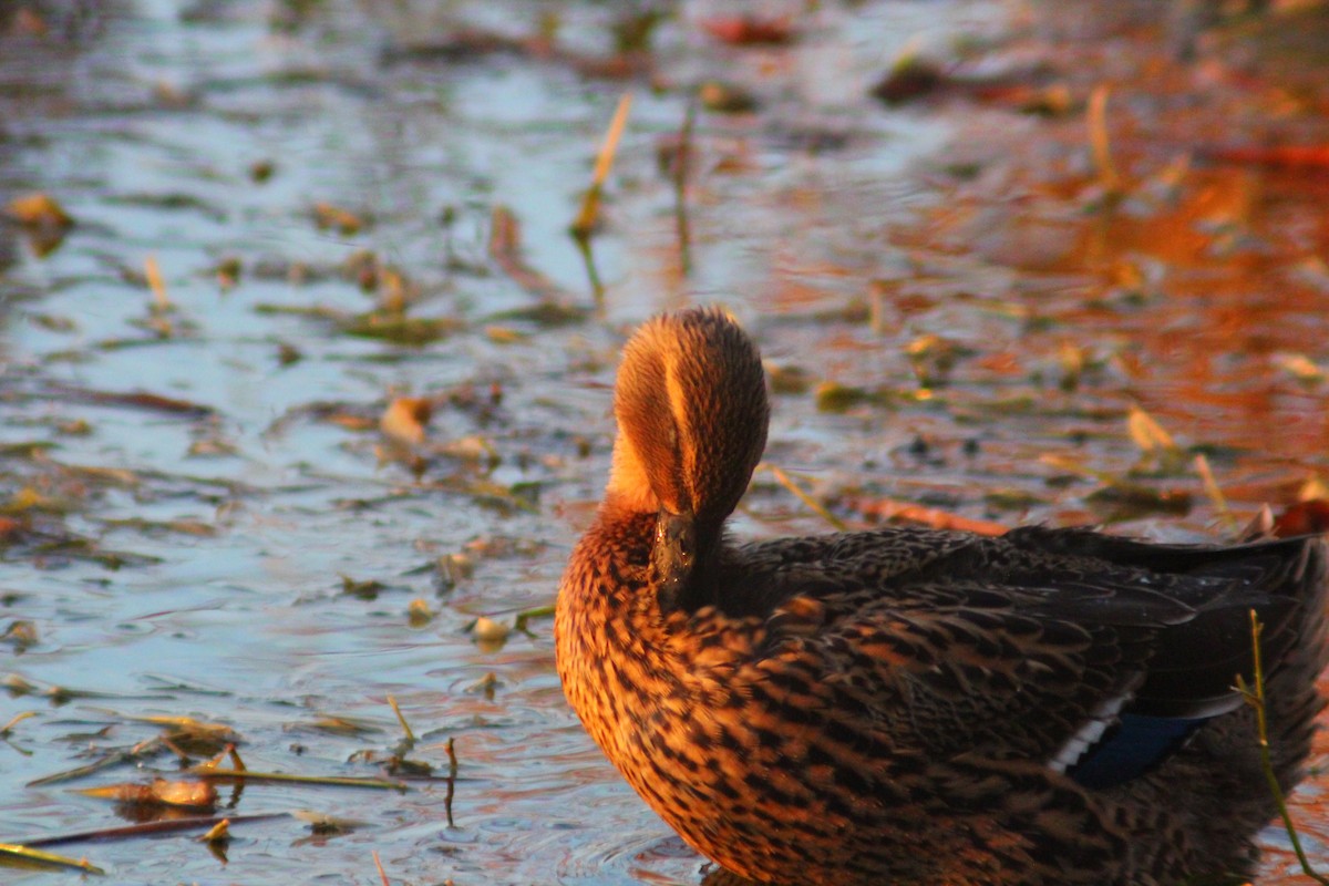 Stockente - ML646887817