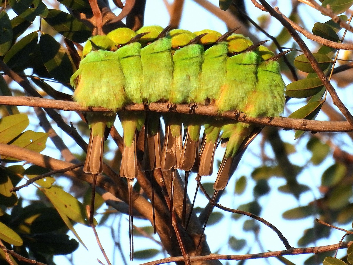 Bronzescheitel-Smaragdspint - ML646887818